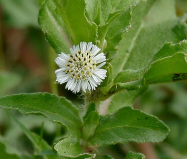 Usage of Bhringaraj in Hair growth